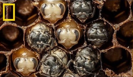Load video: Witness the eerily beautiful growth of larvae into bees in this mesmerizing time-lapse video from photographer Anand Varma. Varma said the six-month project, for which he built a beehive in his workshop, gave him a new respect for the meticulous job of beekeeping. ➡ Subscribe: http://bit.ly/NatGeoSubscribe