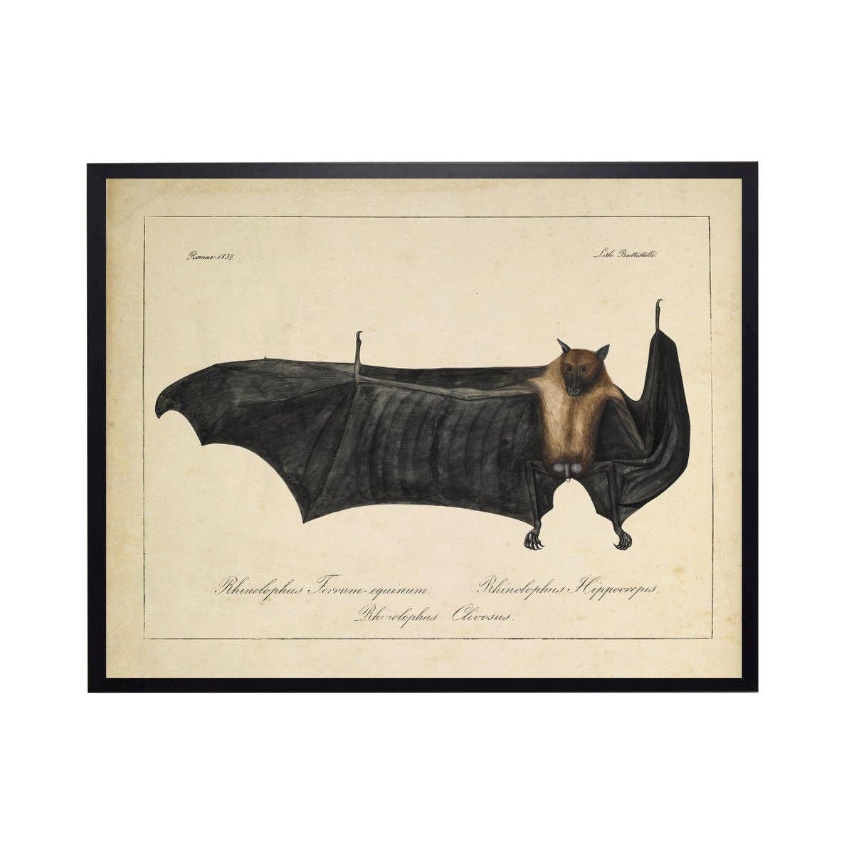 Vintage Bat Bookplate D 10" X 8"