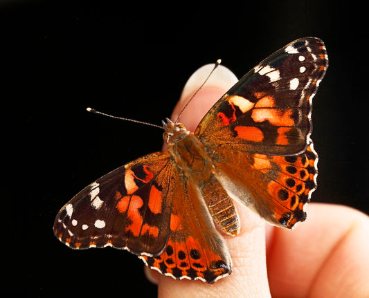 Painted Lady Butterfly Kit