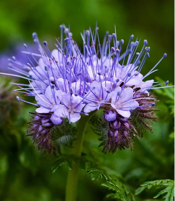 Phacelia tanacetifolia