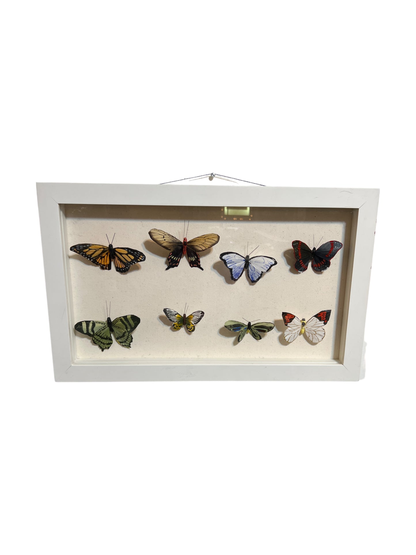Shadow box butterfly collection