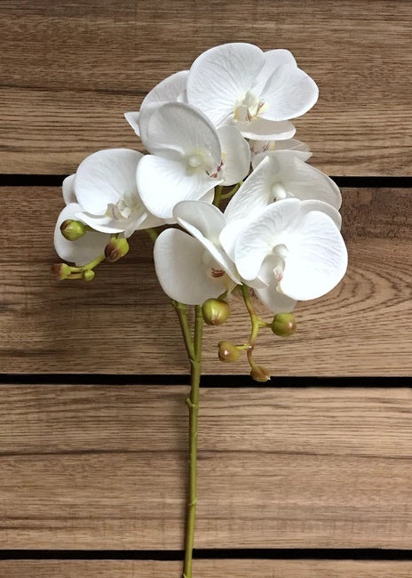 27" white orchid