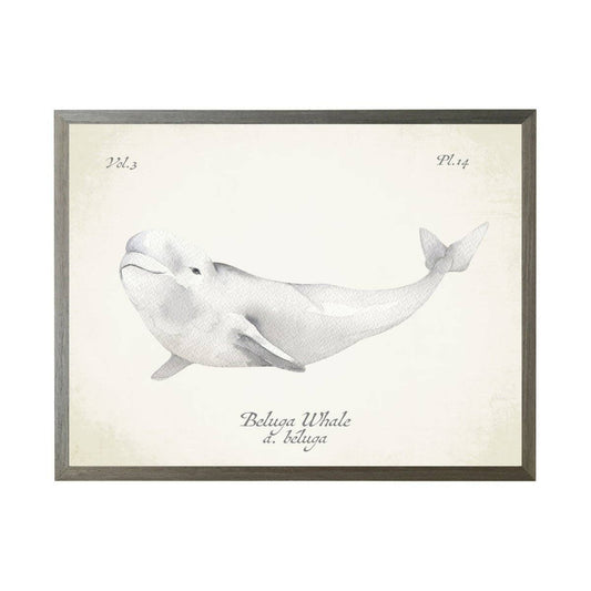 Beluga Whale 10 X 8" Black Frame