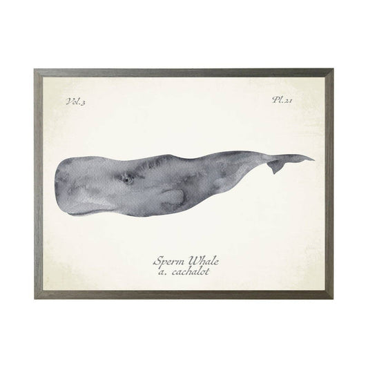 Sperm Whale 10 X 8" Black Frame